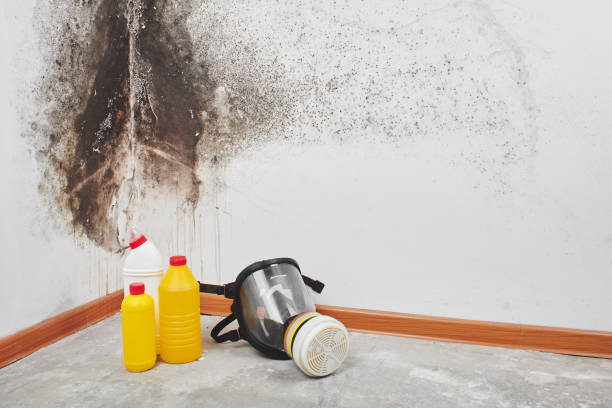 Best Bathroom Mold Remediation in Woodbranch, TX