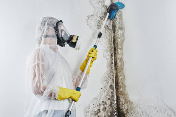 Best Attic Mold Remediation in Woodbranch, TX