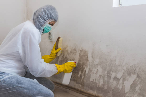 Best Black Mold Remediation in Woodbranch, TX