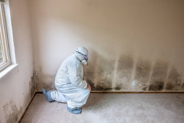 Best Kitchen Mold Remediation in Woodbranch, TX