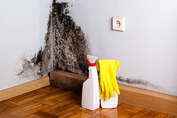 Best Mold Testing and Inspection Services in Woodbranch, TX