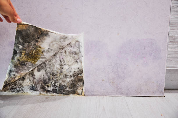 Woodbranch, TX Mold Remediation Company